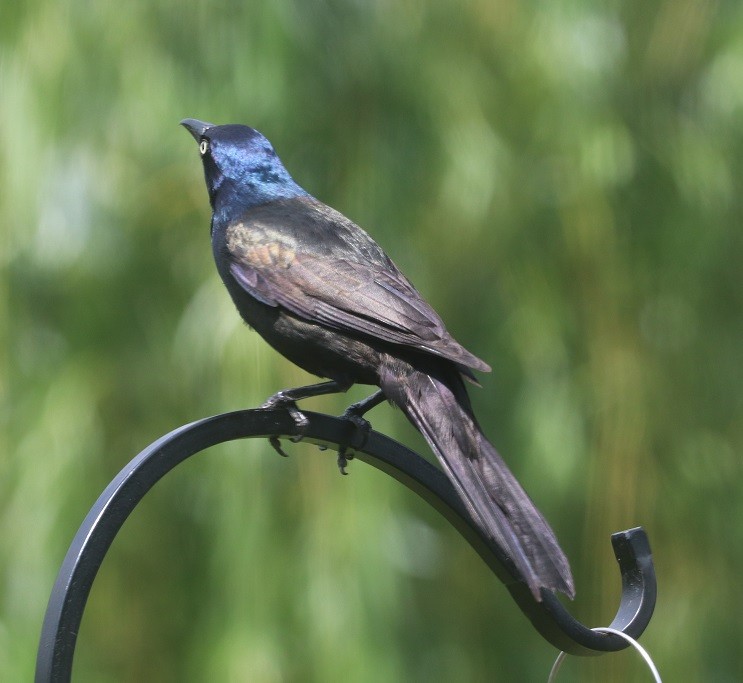 Common Grackle - ML638332533
