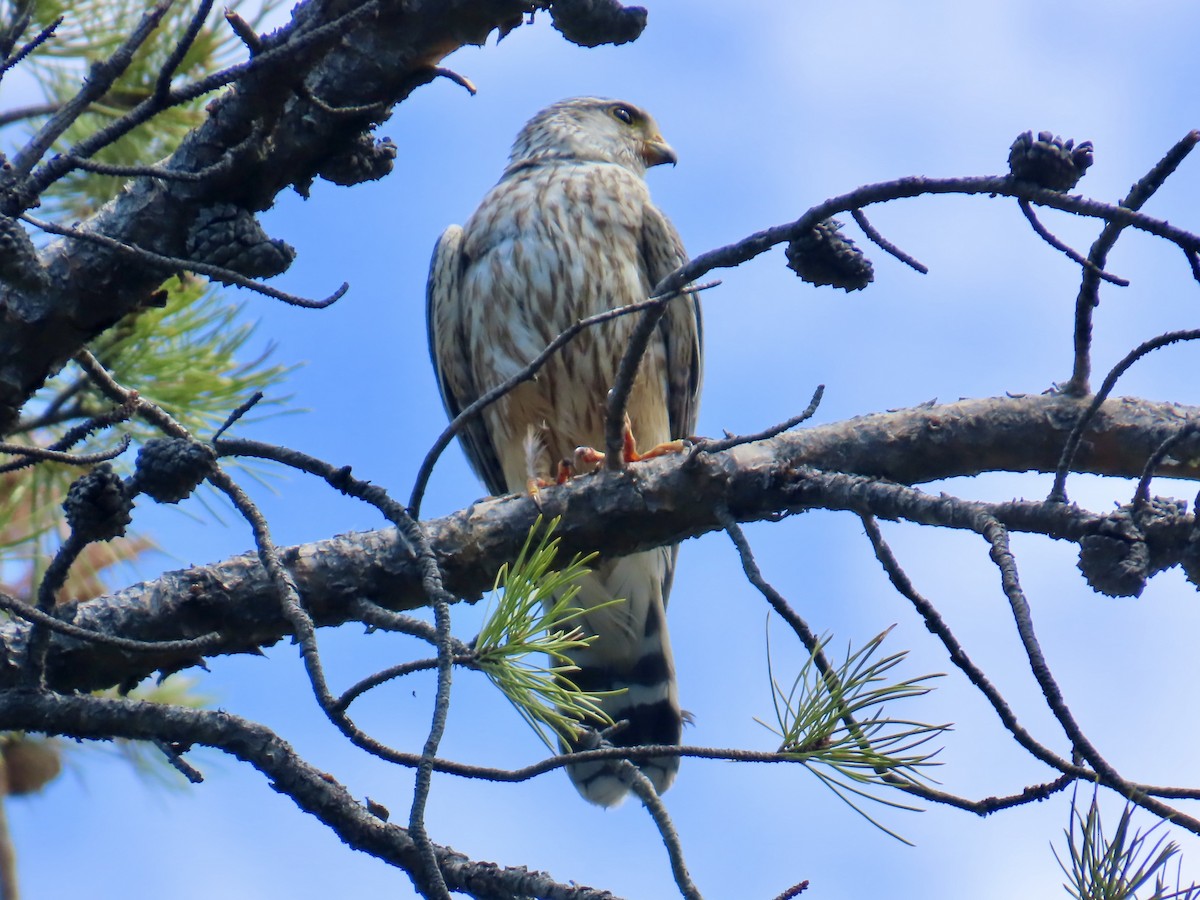 Merlin (richardsonii) - ML638332535