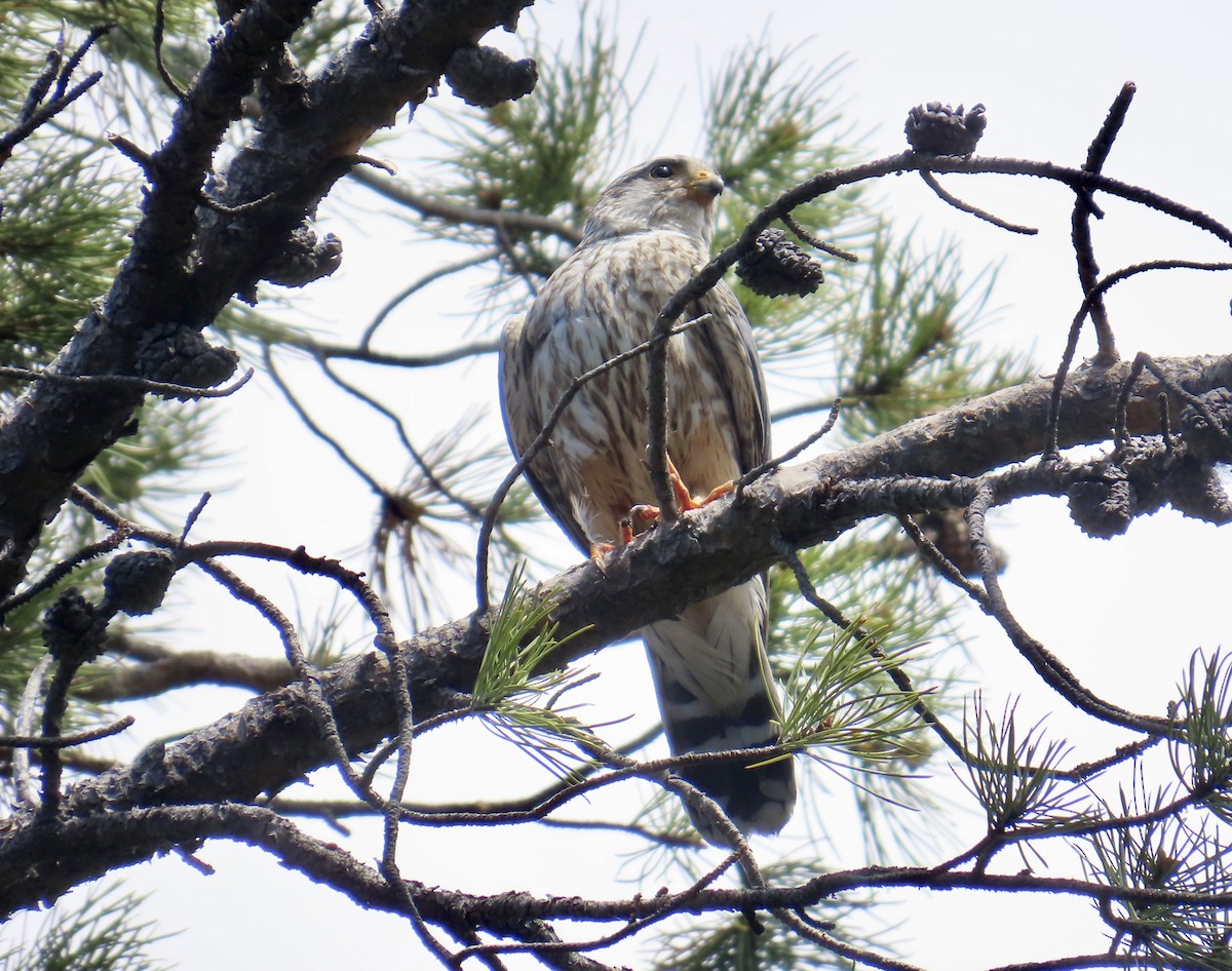 Merlin (richardsonii) - ML638332536
