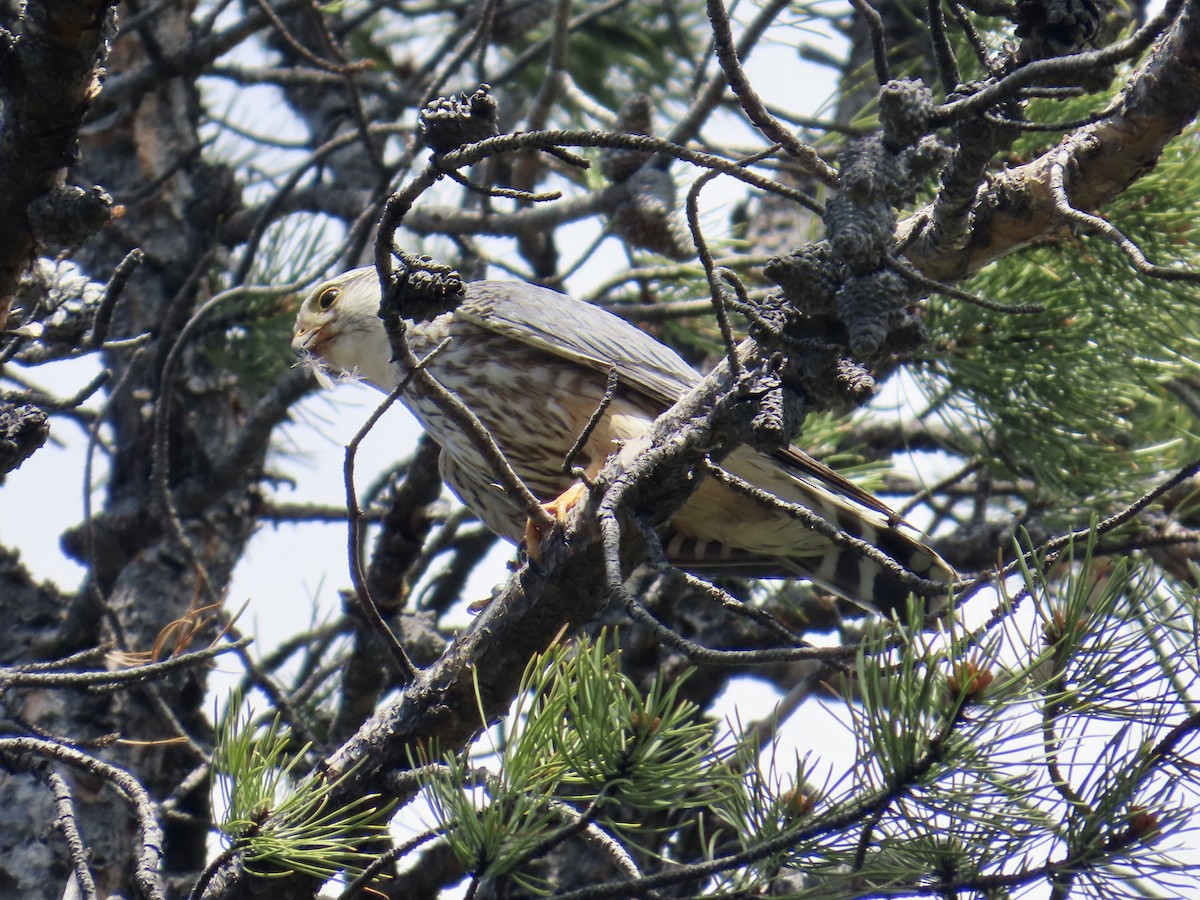 Merlin (richardsonii) - ML638332537