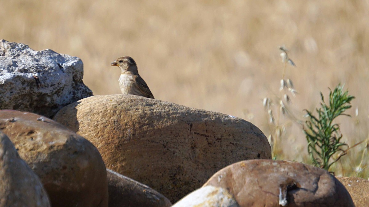 Rock Sparrow - ML638332539