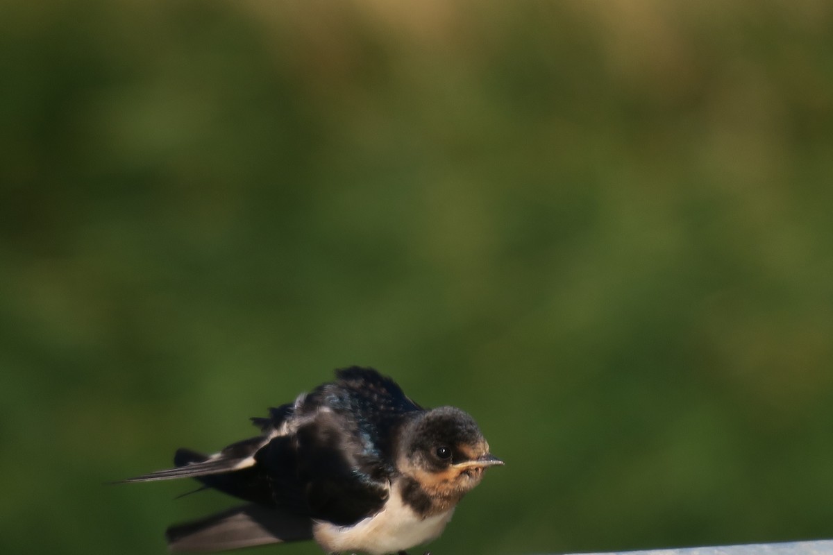 Barn Swallow - ML638332540