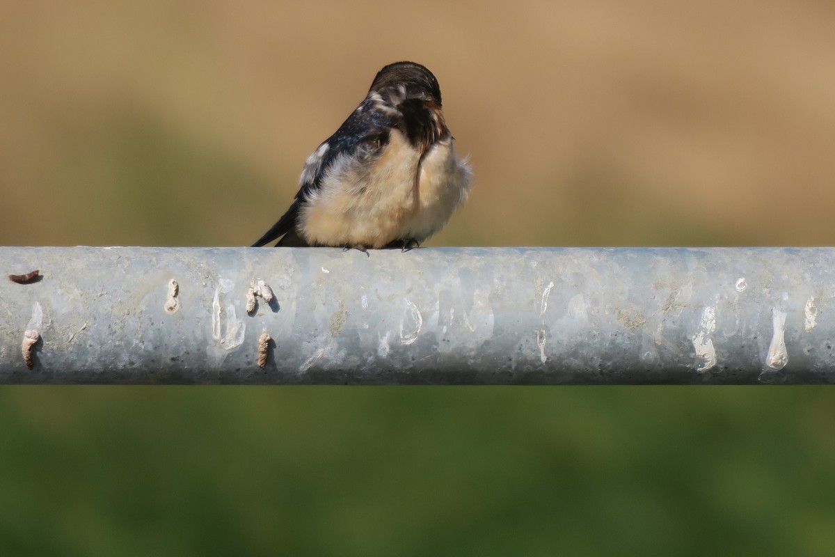 Barn Swallow - ML638332541