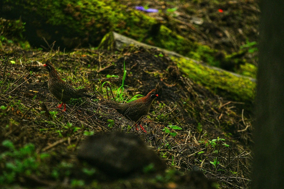 Long-tailed Wood-Partridge - ML638332543