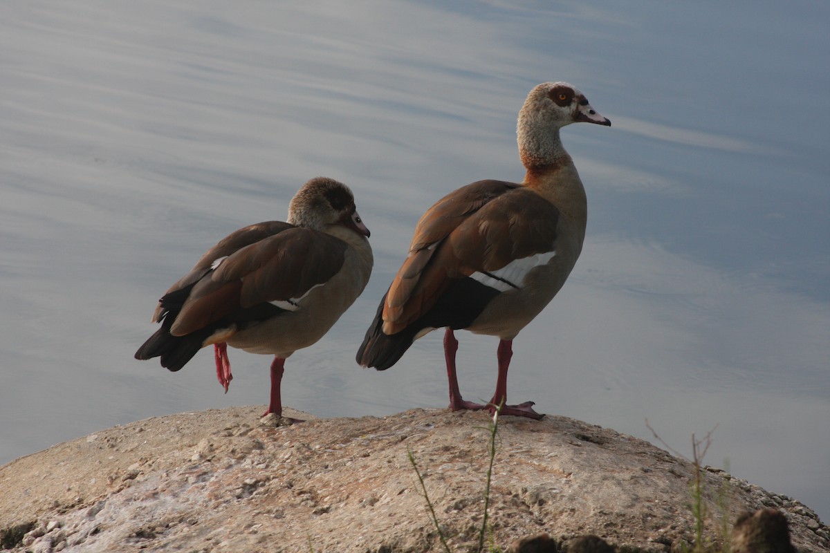 Egyptian Goose - ML638332557