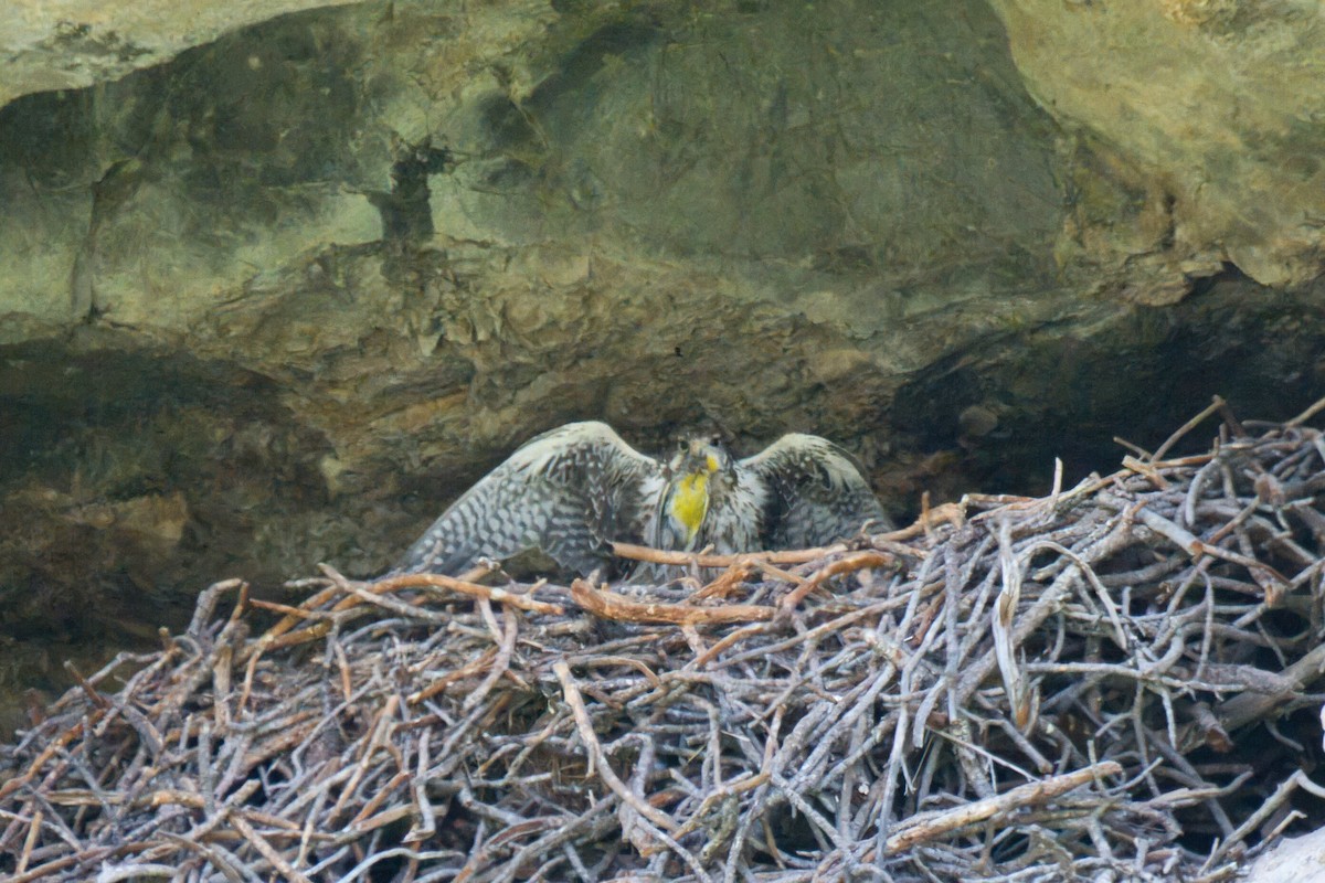 Prairie Falcon - ML638332562