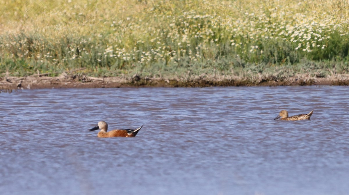 Red Shoveler - ML638332572
