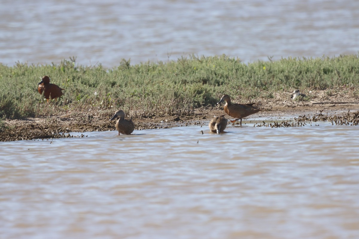 Red Shoveler - ML638332573