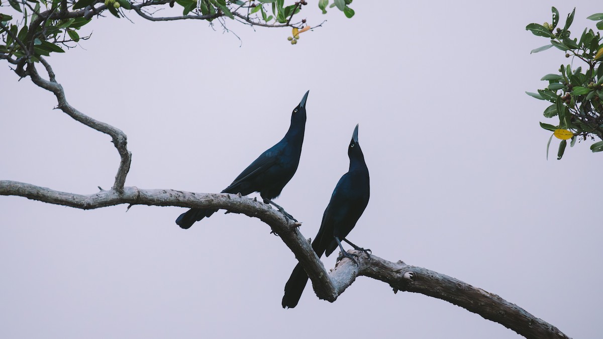 Great-tailed Grackle - ML638332574
