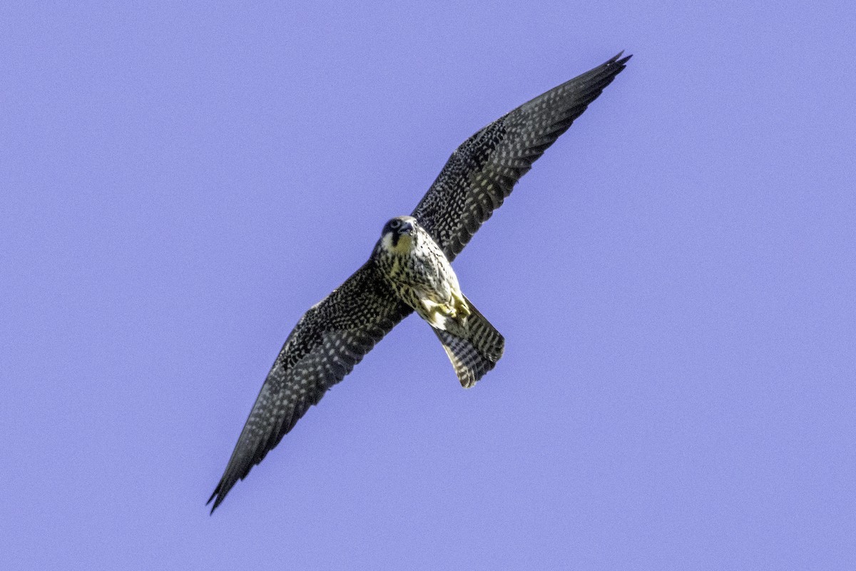 Eleonora's Falcon - ML638332579