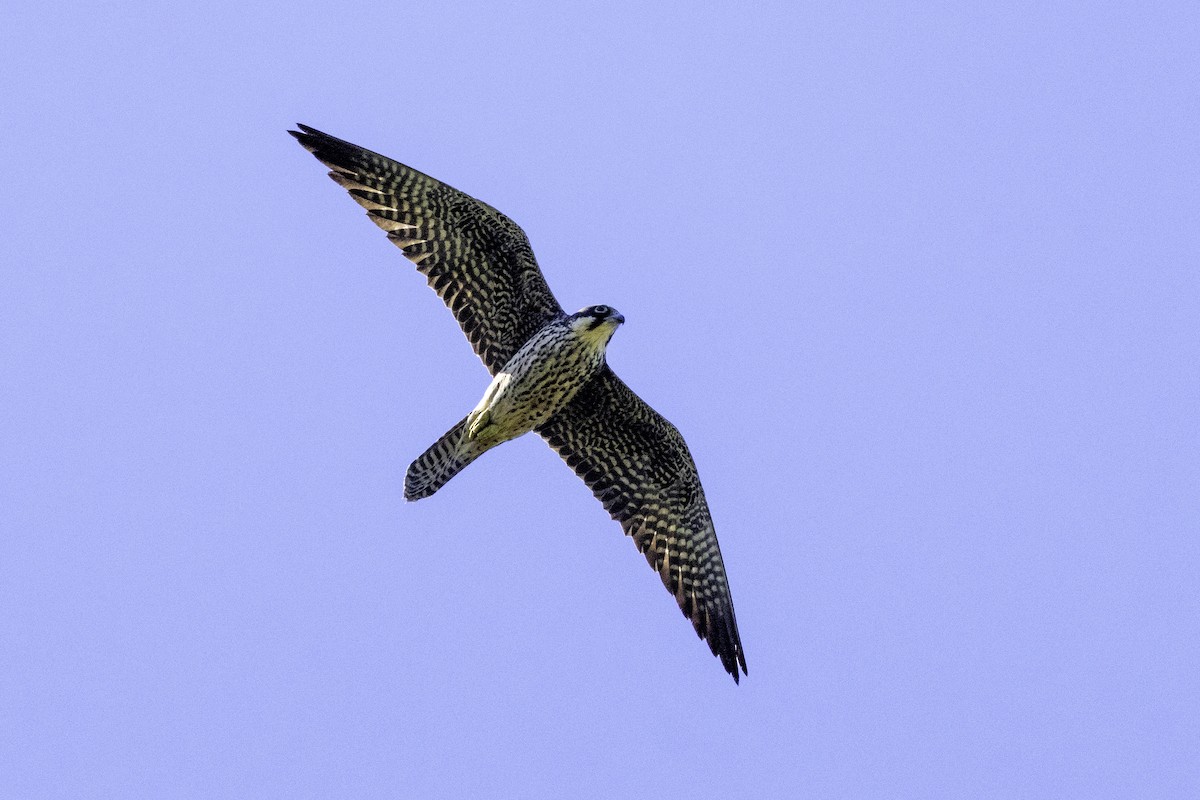 Eleonora's Falcon - ML638332580