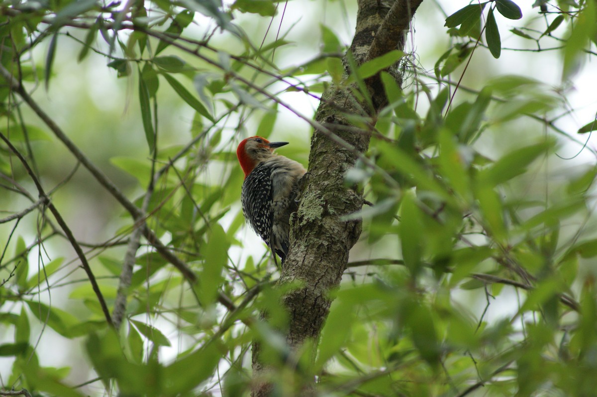 Red-bellied Woodpecker - ML638332586