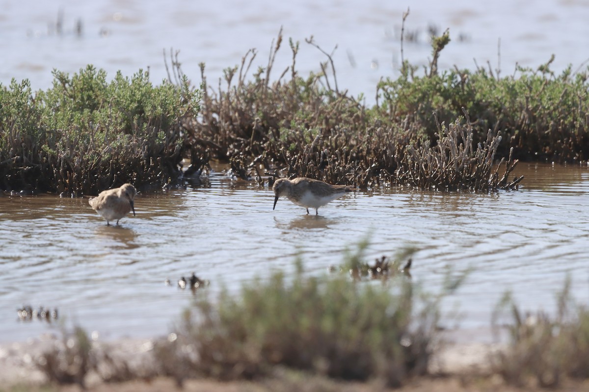 Baird's Sandpiper - ML638332588