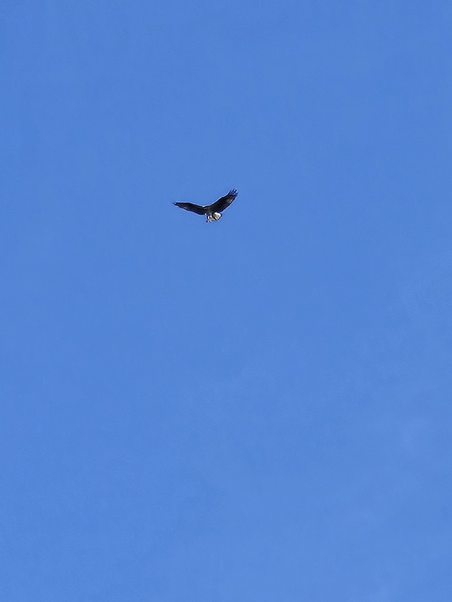 Osprey - ML638332593