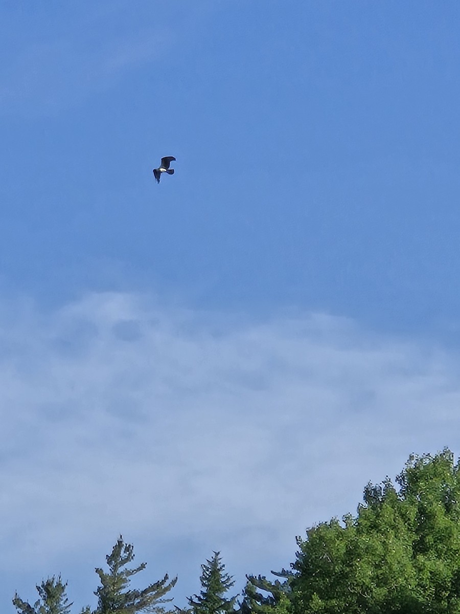 Osprey - ML638332594