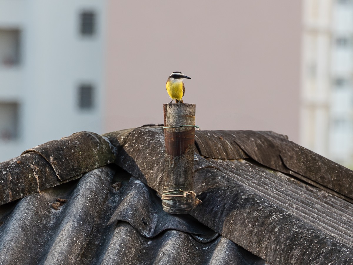 Great Kiskadee - ML638332602