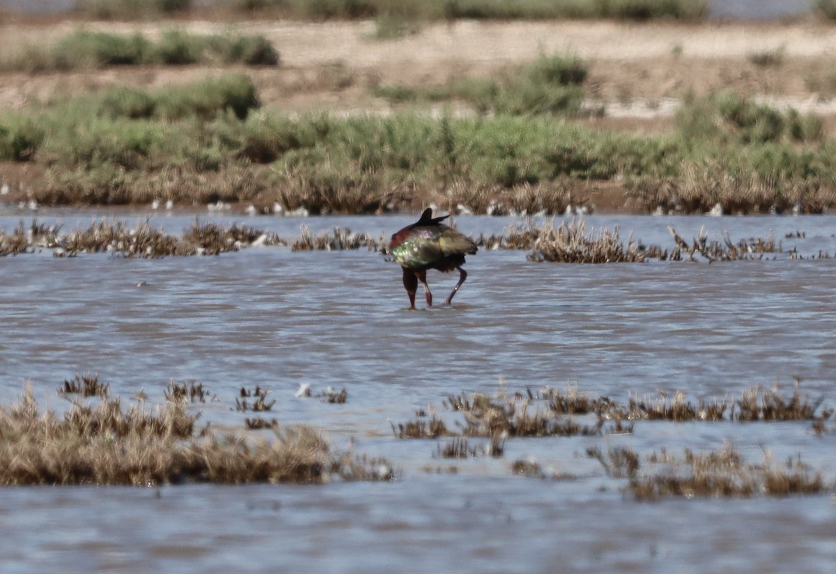 White-faced Ibis - ML638332603