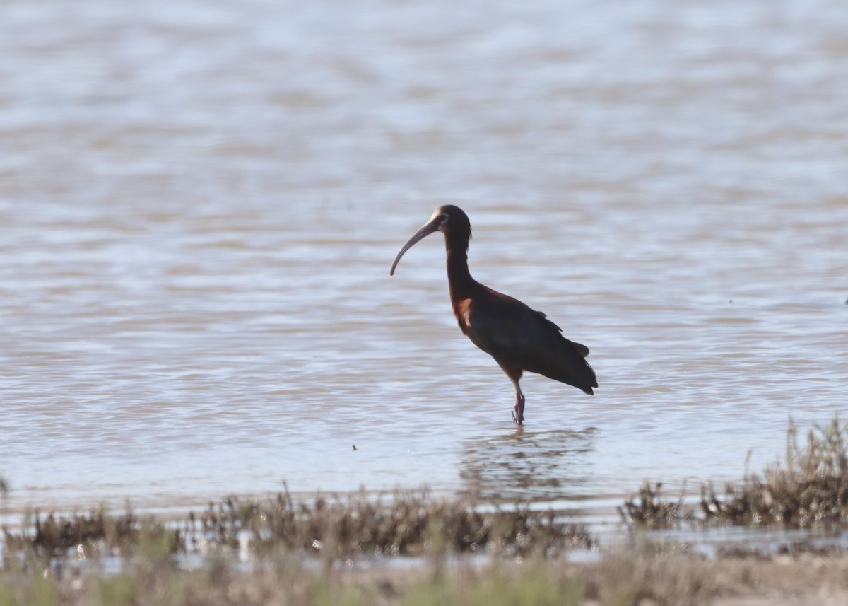 White-faced Ibis - ML638332604