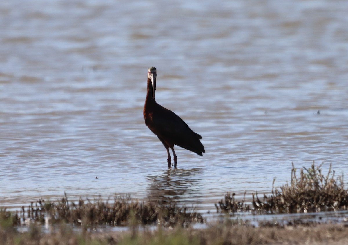 White-faced Ibis - ML638332605
