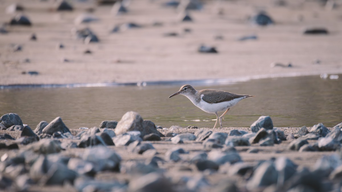 flekksnipe - ML638332612