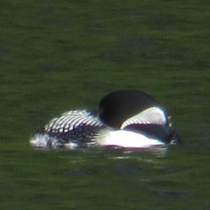 Common Loon - ML638332615