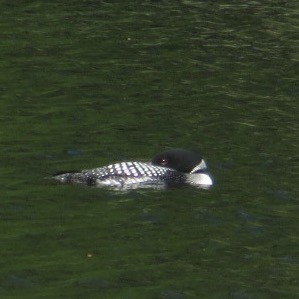 Common Loon - ML638332617