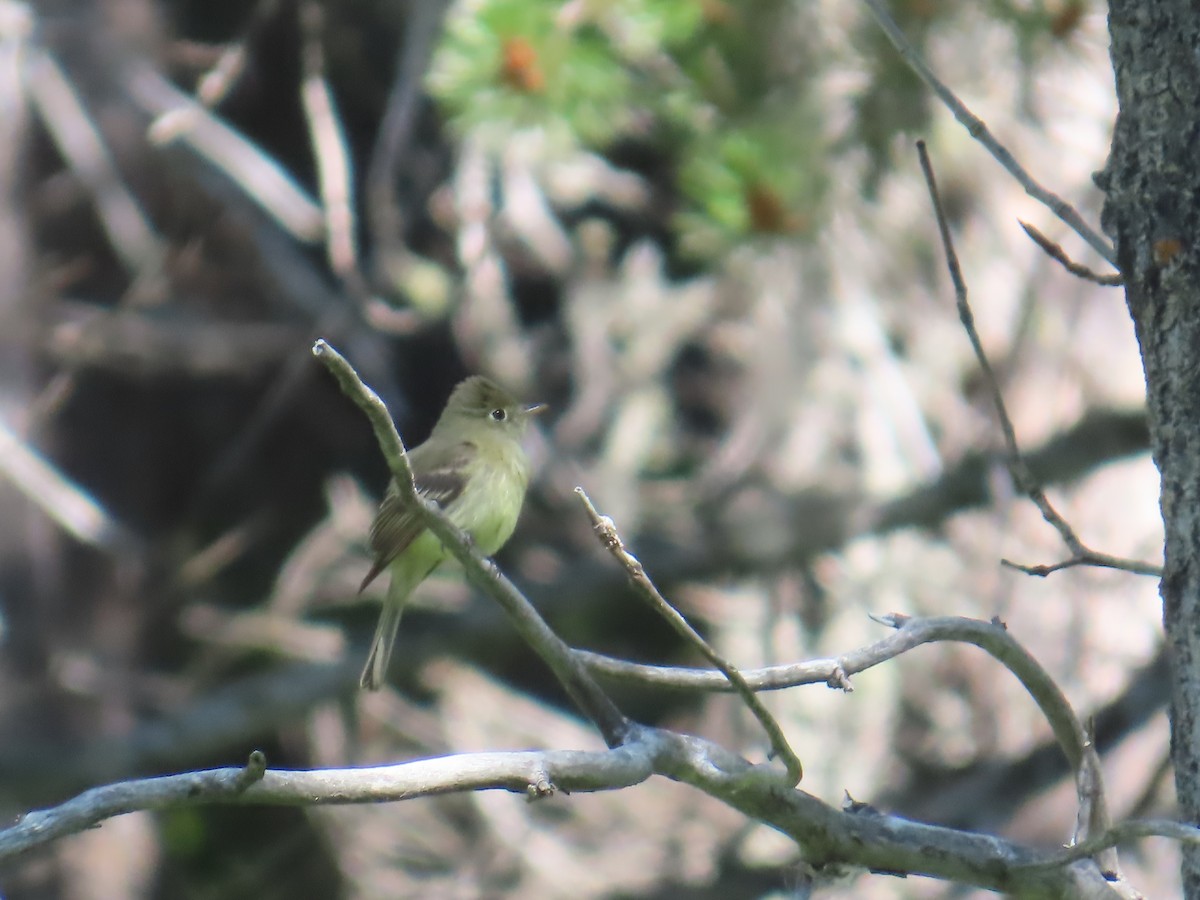 Western Flycatcher - ML638332619