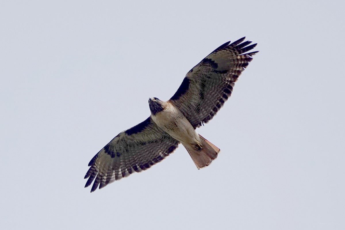 Red-tailed Hawk - ML638332621