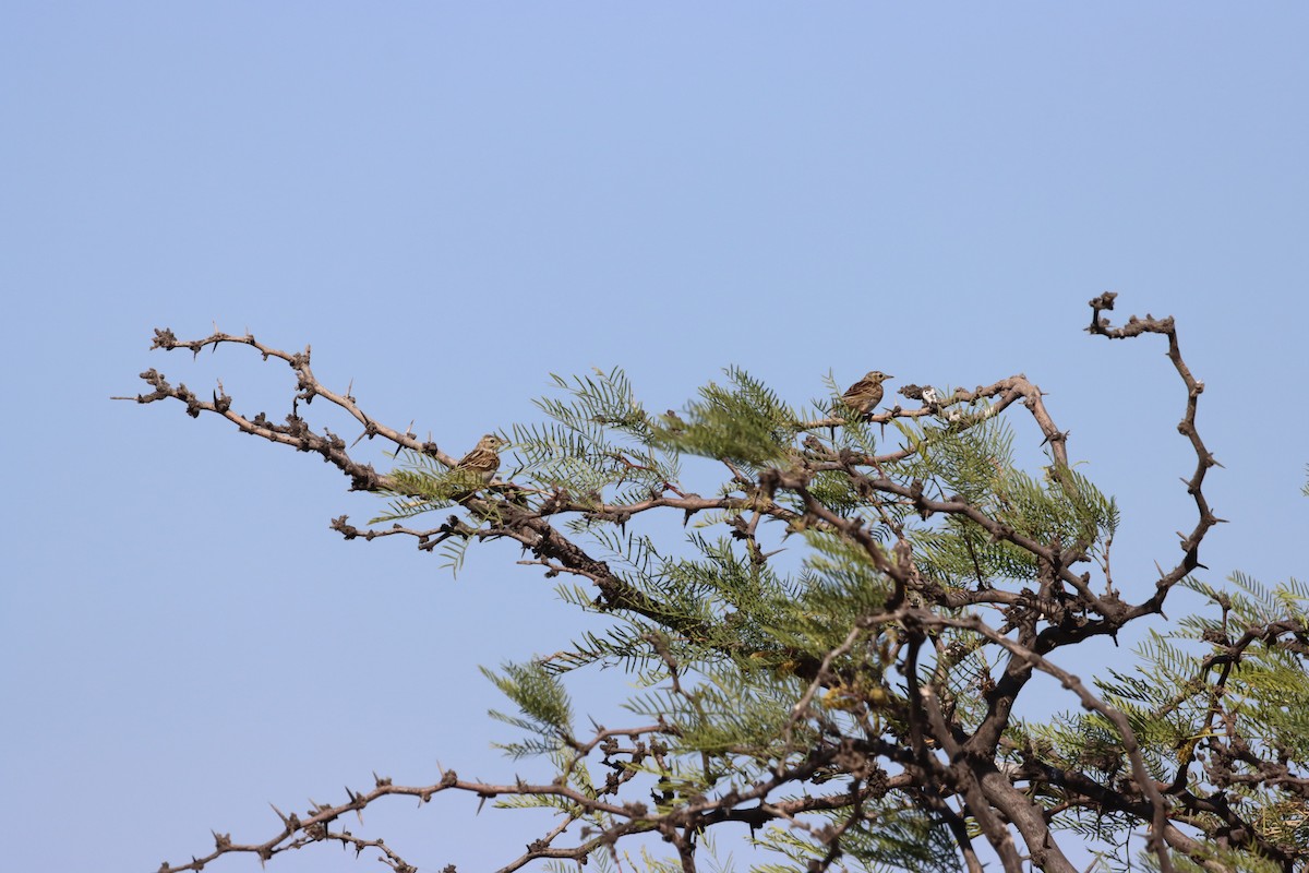 Correndera Pipit - ML638332623