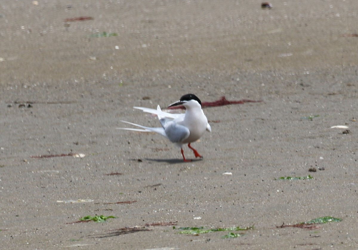 Roseate Tern - ML638332624