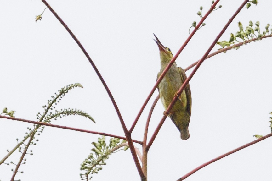 Spectacled Spiderhunter - ML638332625