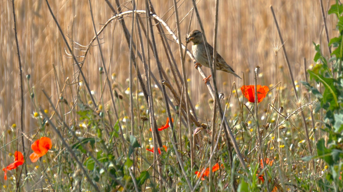 Rock Sparrow - ML638332626
