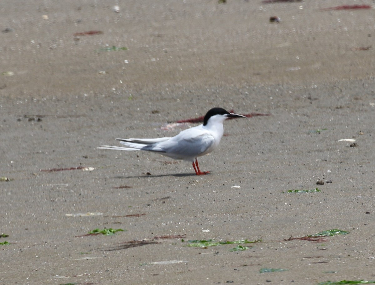 Roseate Tern - ML638332628
