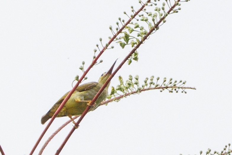 Spectacled Spiderhunter - ML638332629