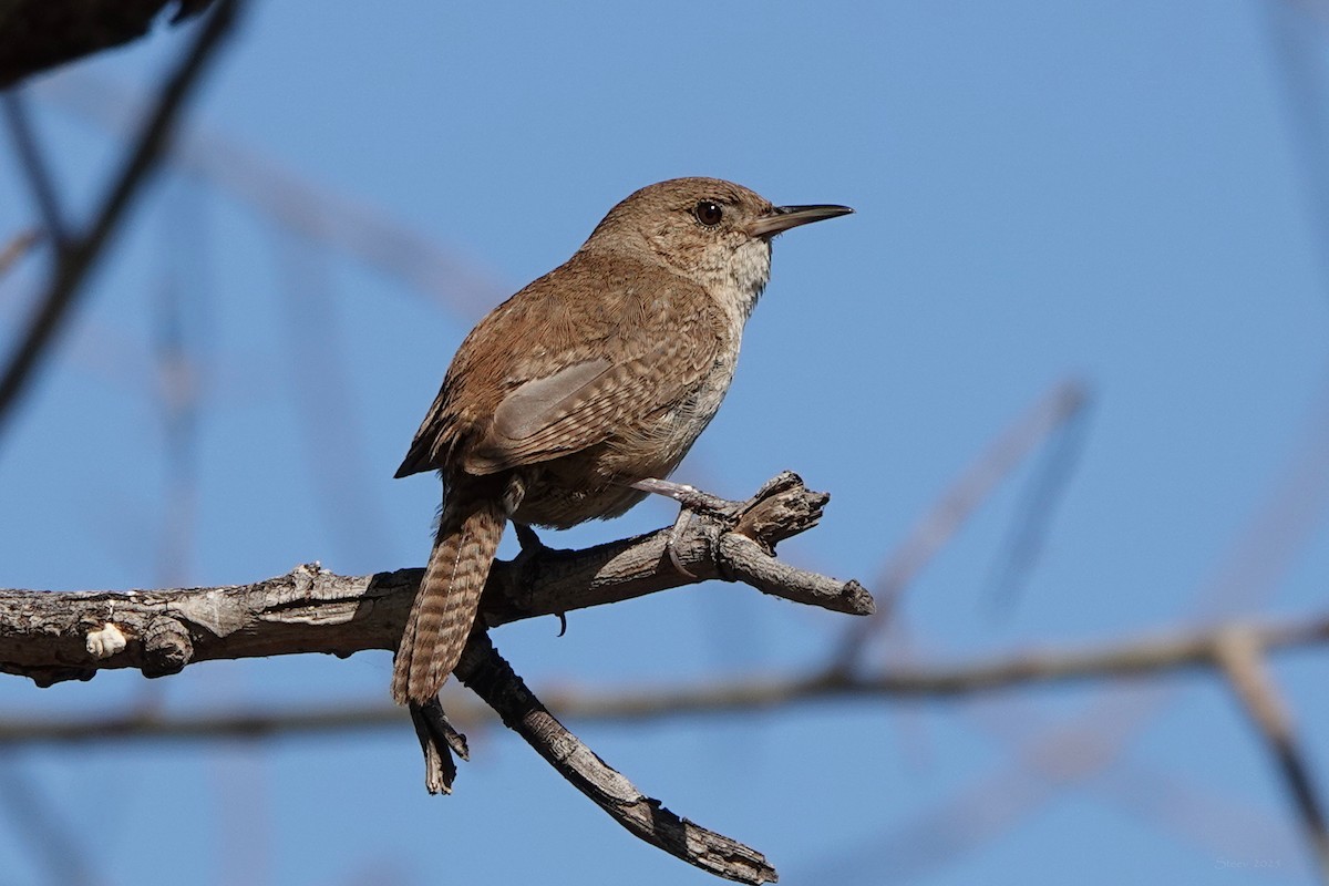 Northern House Wren - ML638332637