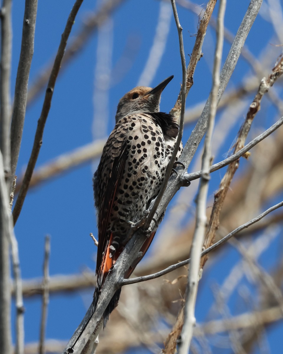 Northern Flicker (Red-shafted) - ML638332645