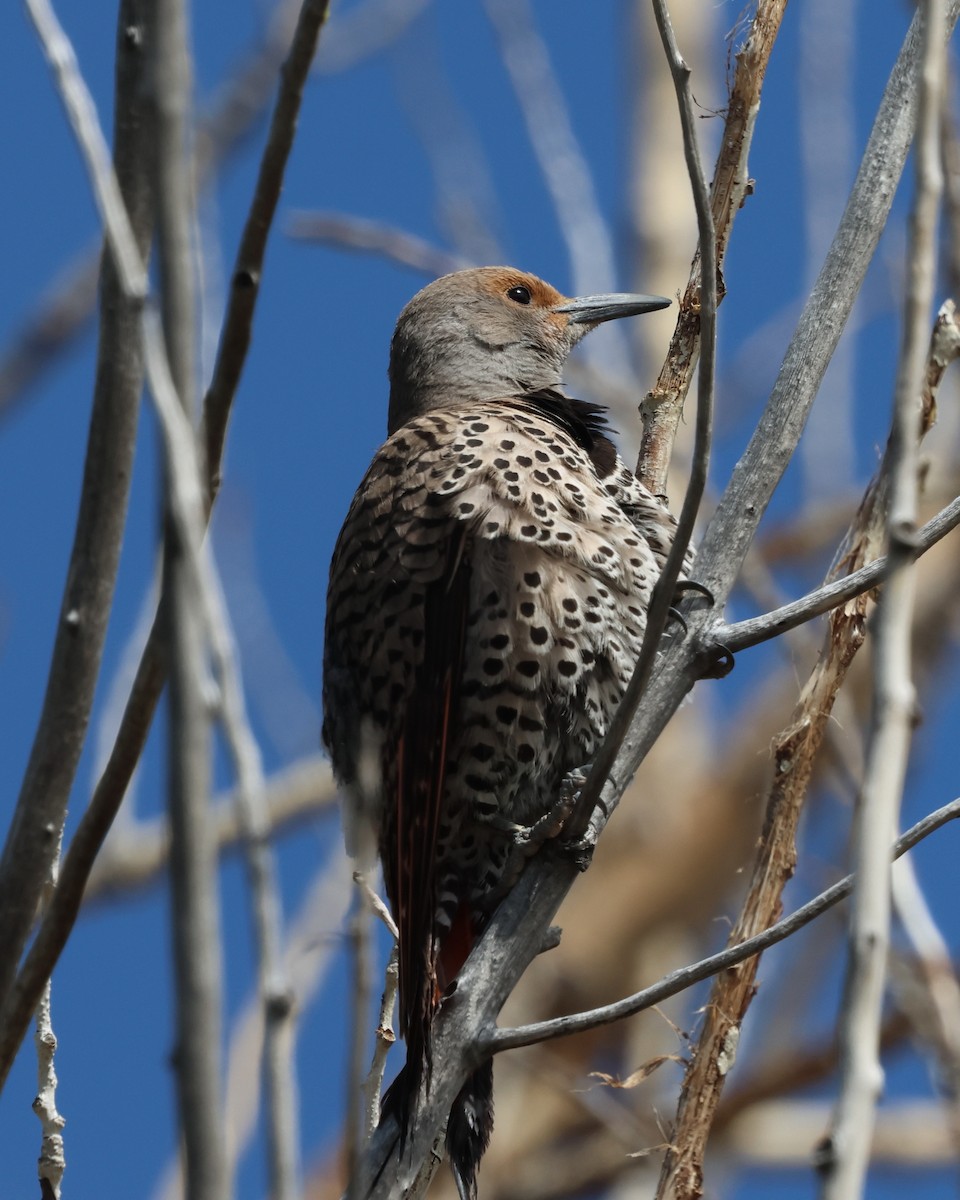 Northern Flicker (Red-shafted) - ML638332646