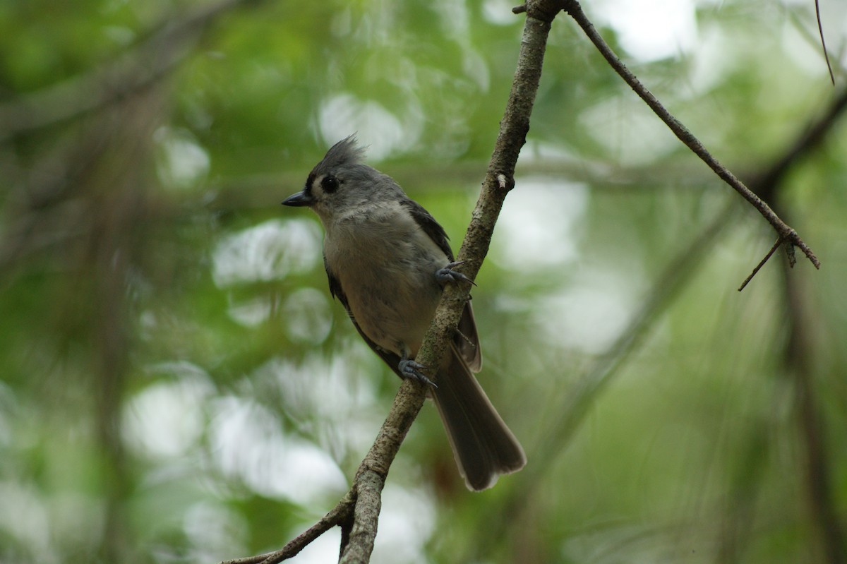 Mésange bicolore - ML638332649