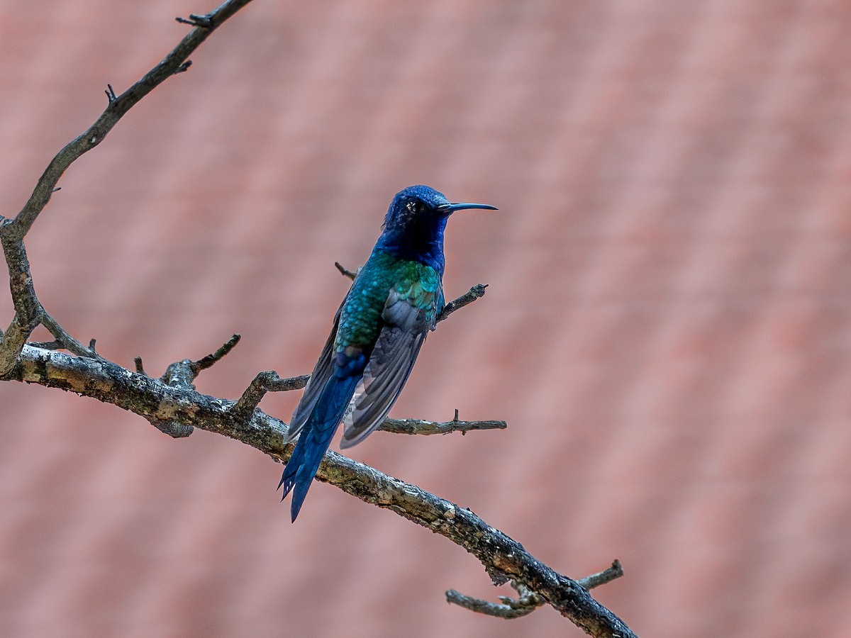 Swallow-tailed Hummingbird - ML638332655