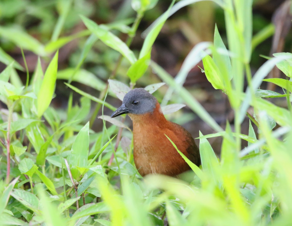 Ruddy Crake - ML638332676