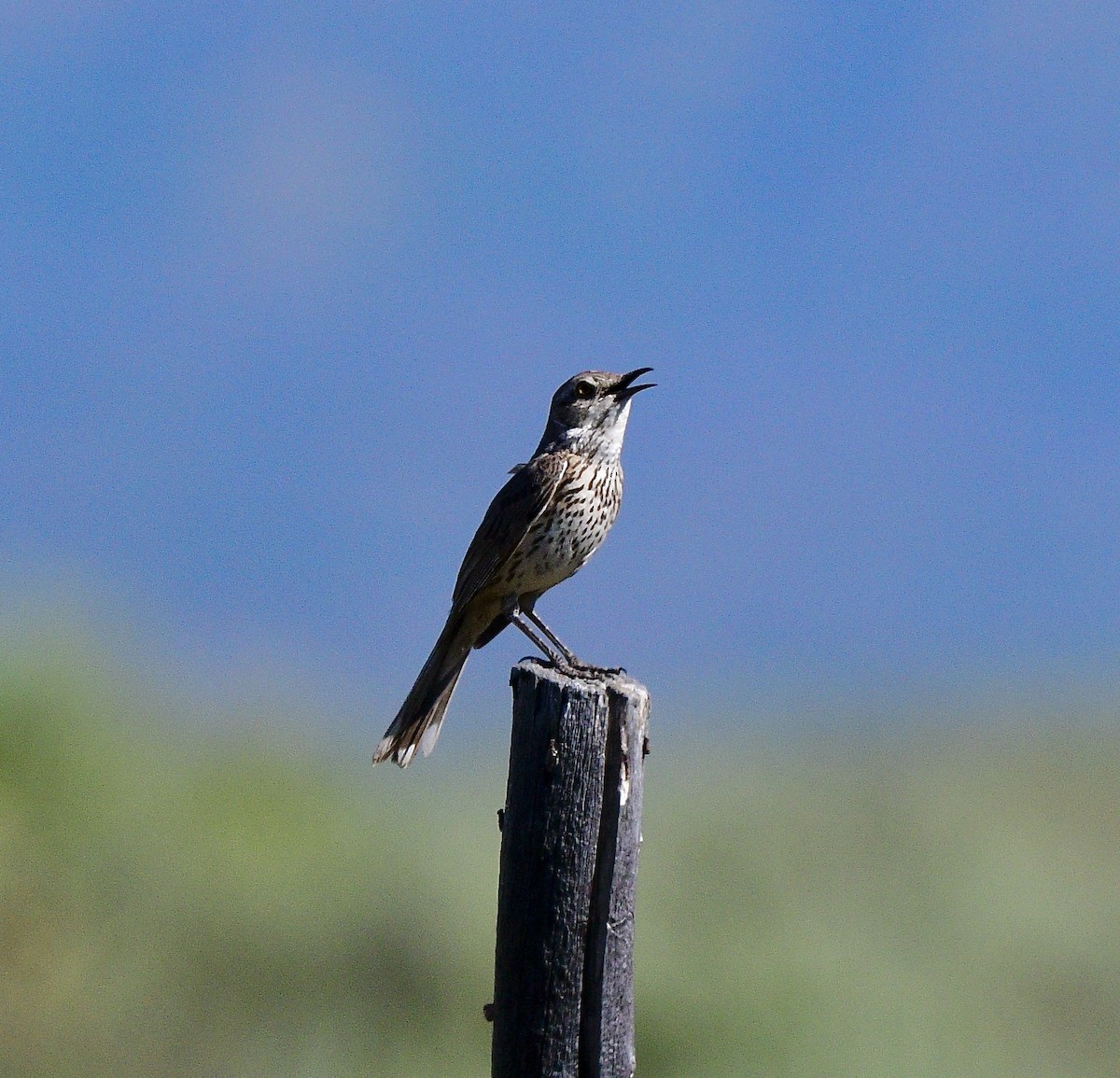 Sage Thrasher - ML638332680