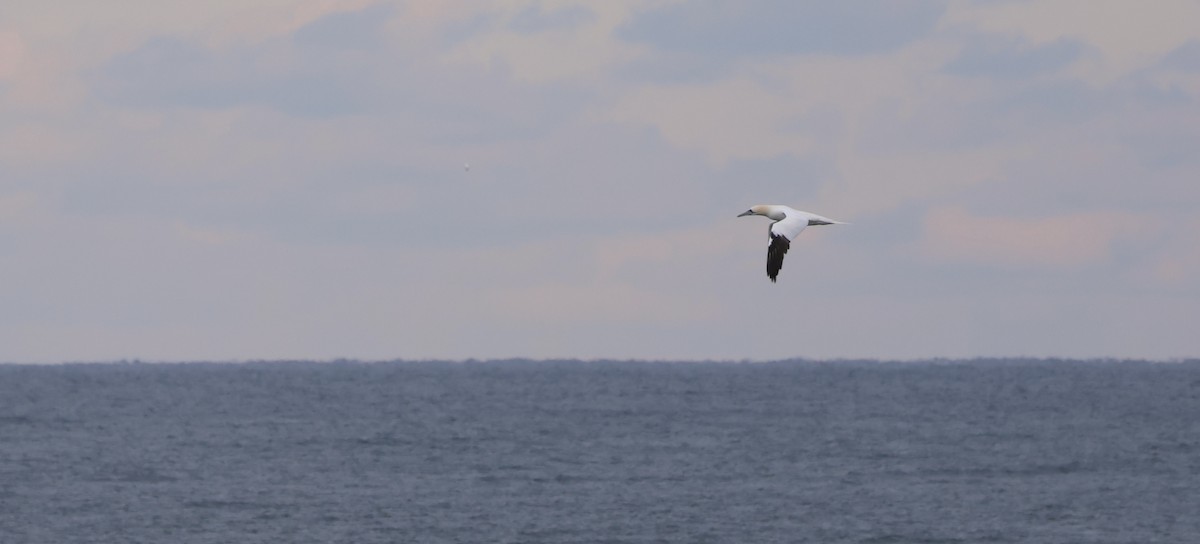 Northern Gannet - ML638332683
