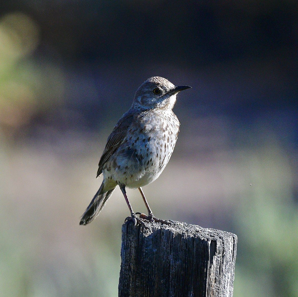 Sage Thrasher - ML638332689
