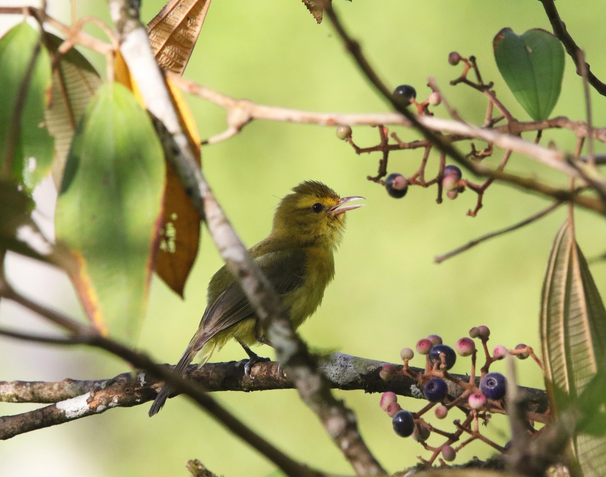 Golden Vireo - ML638332702