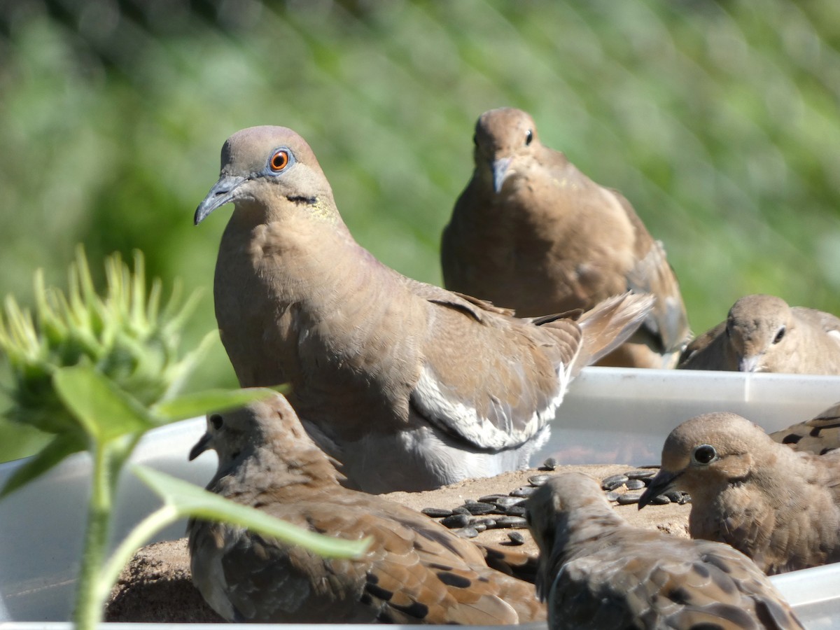 White-winged Dove - ML638332705