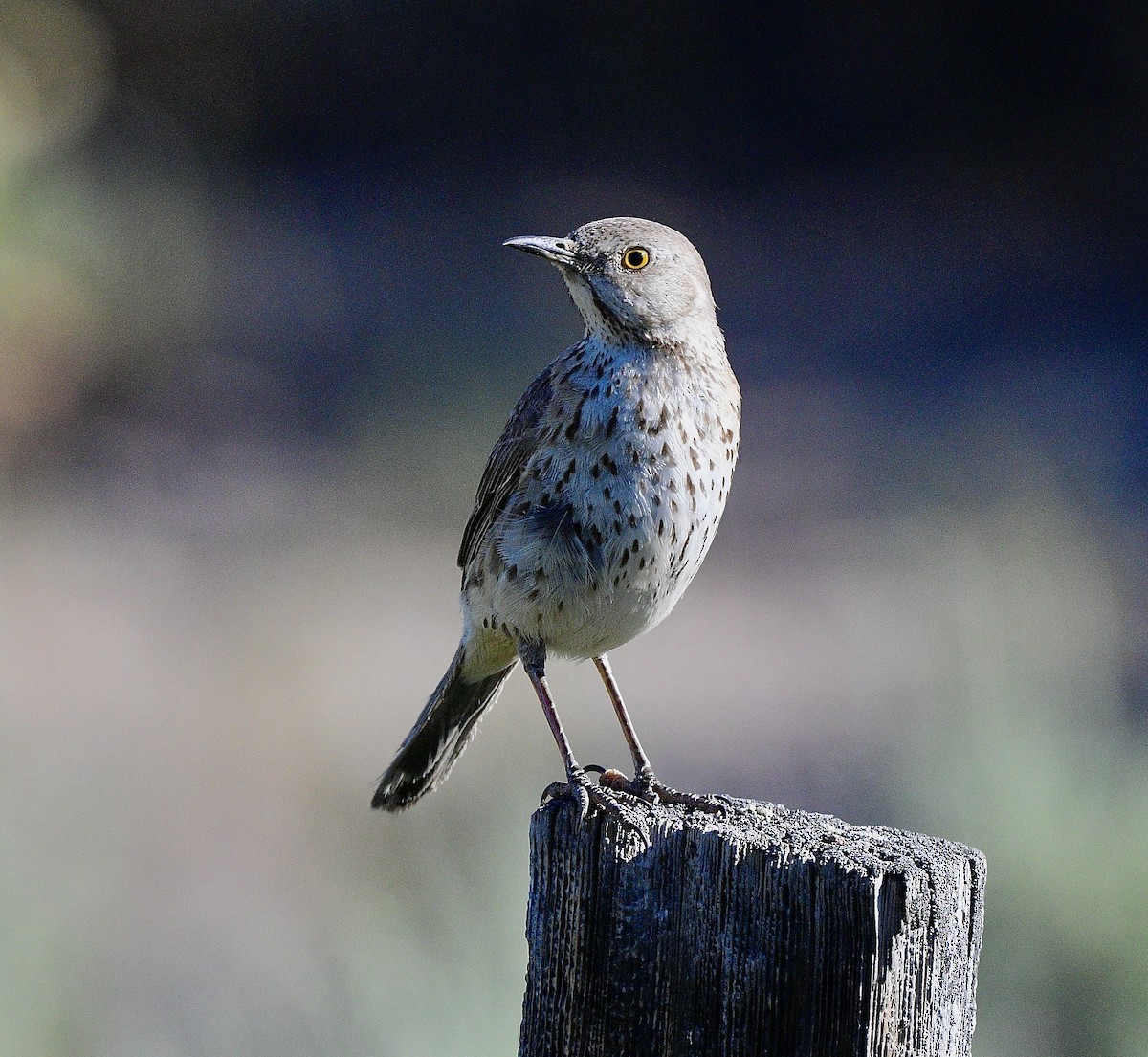 Sage Thrasher - ML638332715