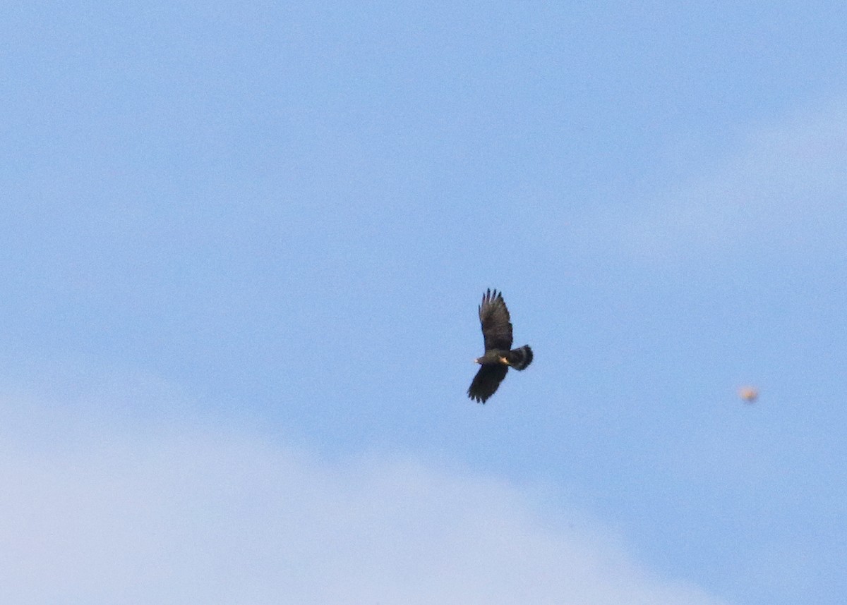 Zone-tailed Hawk - ML638332718