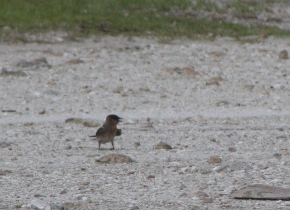 Cave Swallow - ML638332726