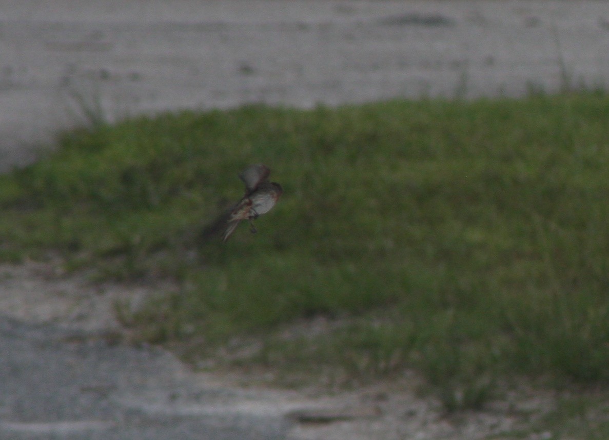 Cave Swallow - ML638332727