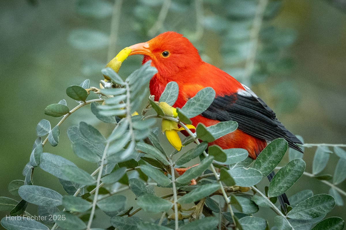 Iiwikleidervogel - ML638332740